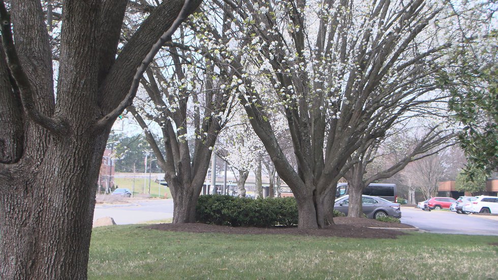 Bradford pear trees to be officially banned in SC by 2024