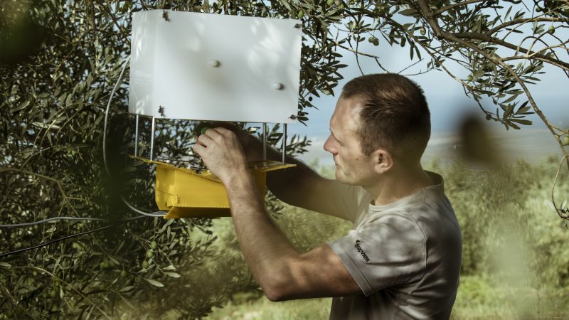 Can an AI-powered insect trap solve a $220 billion pest problem? | CNN Business